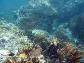 Waterlemon Caye Hawskbill Turtle.jpg