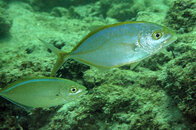 IMG_4741acrre.jpg