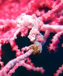 Pygmy seahorse.jpg