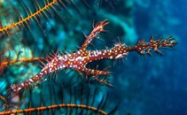 Pipefish.jpg