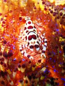 Another shrimp.jpg