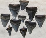 SharkTeeth1.jpg