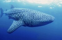 whale shark.jpg