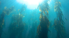 Kelp Lobos 11-9-18.JPG