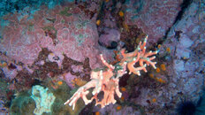soft coral Lobos 11-9-18.JPG