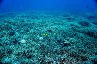 DSC04060-1.jpg