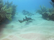 PICT0063.JPG
