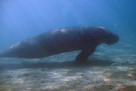 manatee1.jpg