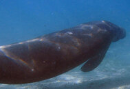 manatee2.jpg