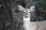 Deer-2.jpg