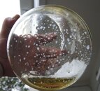 Water in Oil in pryrex 2.JPG