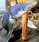 shark-dart.jpg