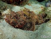 0424WF Scorpion Fish copy.jpg