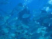 cannot see with so many fish.jpg cannot see with so many fish.jpg