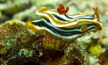 Nudibranch couple 1.jpg