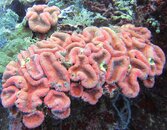 coral.jpg
