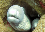 Eels.jpg