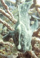 Frogfish.jpg