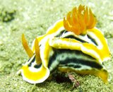 Nudibranch couple.jpg