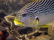A sweetlips.jpg