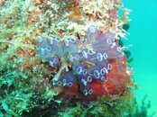 Unknown Coral.jpg