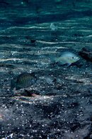 Morebream.jpg