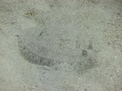 Flounder St. Croix.jpg