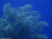 IMG_5317-3.jpg