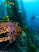catalina2018-75s.jpg
