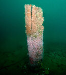 Topaz6.jpg