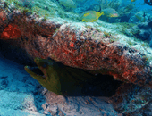 eel1.gif