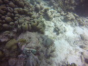 salt pier octopus.JPG