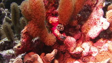 MICR0065.JPG