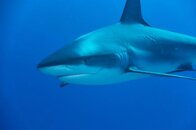 Bahamas shark.jpg