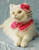 Hello Kitty Cat Costume.jpg