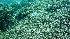 Koh Bon Damaged Staghorn.jpg