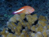 Mahi & 5 Inch Reef 026.jpg