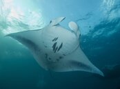 1 - manta rays in Yap.jpg