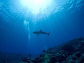 29 - watching blacktip reef shark in Yap.jpg