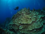 41 - big hard corals in Yap.jpg