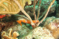 seahorse_wide_angle.jpg