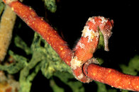 seahorse_macro.jpg