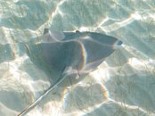 Ray.jpg