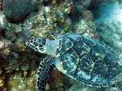 Mr Turtle.jpg