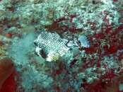 Puffer.jpg