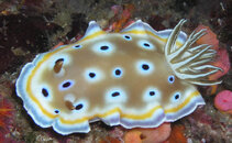 Nudibranch 3.jpg