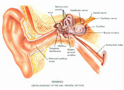 ear anatomy 2.jpg