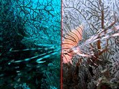 Lionfish-PS-process.jpg