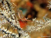 Shrimp TransRed1.jpg