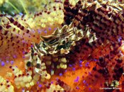 Crab Zebra6.jpg